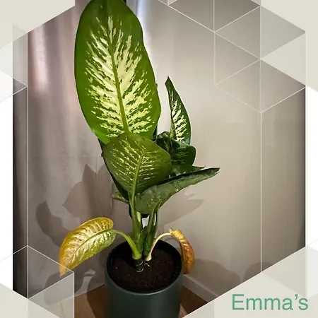 Emma's Διαμέρισμα Τίρανα